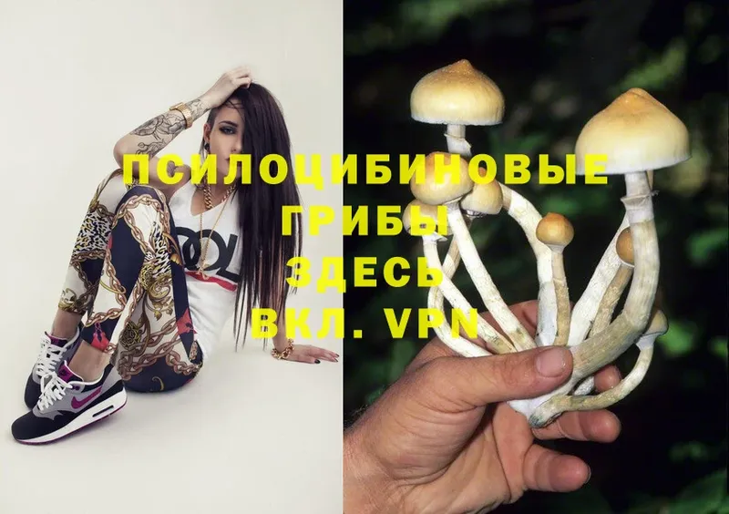 Псилоцибиновые грибы MAGIC MUSHROOMS  наркошоп  Ржев 